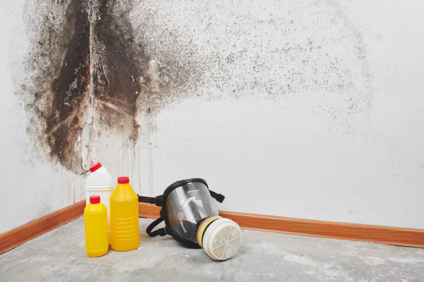 Best Toxic Mold Removal  in Canal Fulton, OH