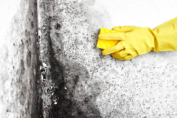 Certified Mold Removal in Canal Fulton, OH