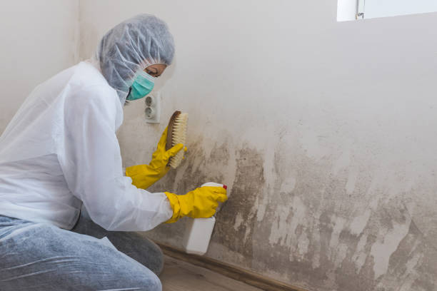 Best Fast Mold Removal  in Canal Fulton, OH