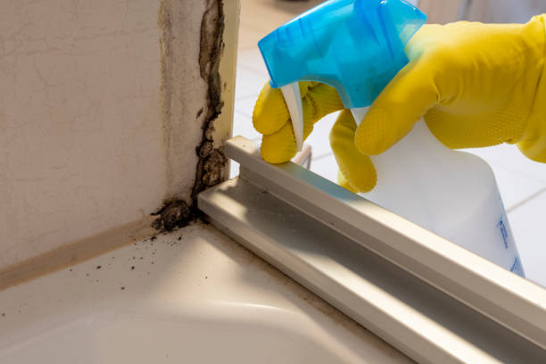 Best Professional Mold Removal  in Canal Fulton, OH
