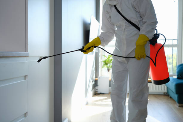 Best Home Mold Removal  in Canal Fulton, OH