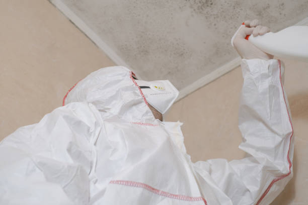 Mold Removal Process in Canal Fulton, OH