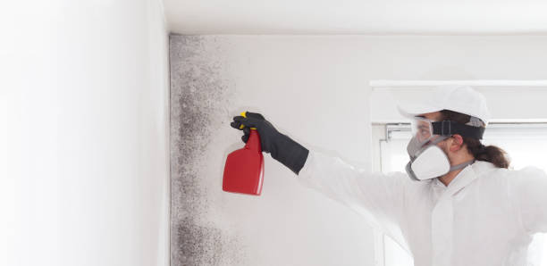 Best Commercial Mold Removal  in Canal Fulton, OH