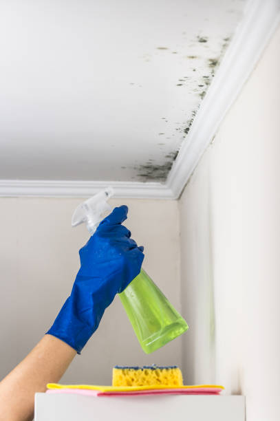 Best Toxic Mold Removal  in Canal Fulton, OH